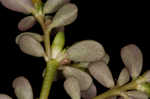 Little hogweed